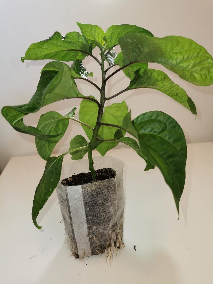 Plante "Pepper X"